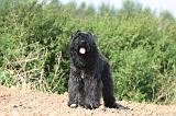 BOUVIER DES FLANDRES 364